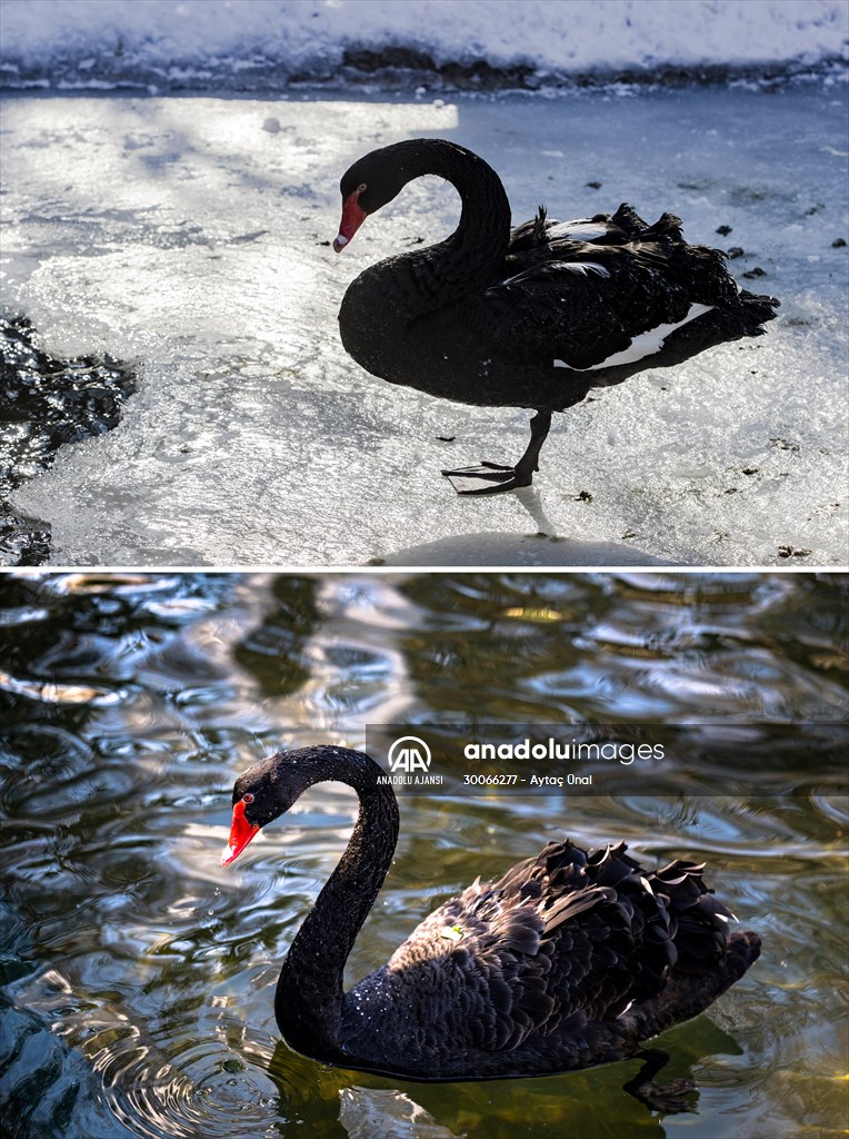 Soğuk ve kar yağışıyla ünlü Ankara’da son yılların en kurak kışı yaşanıyor
