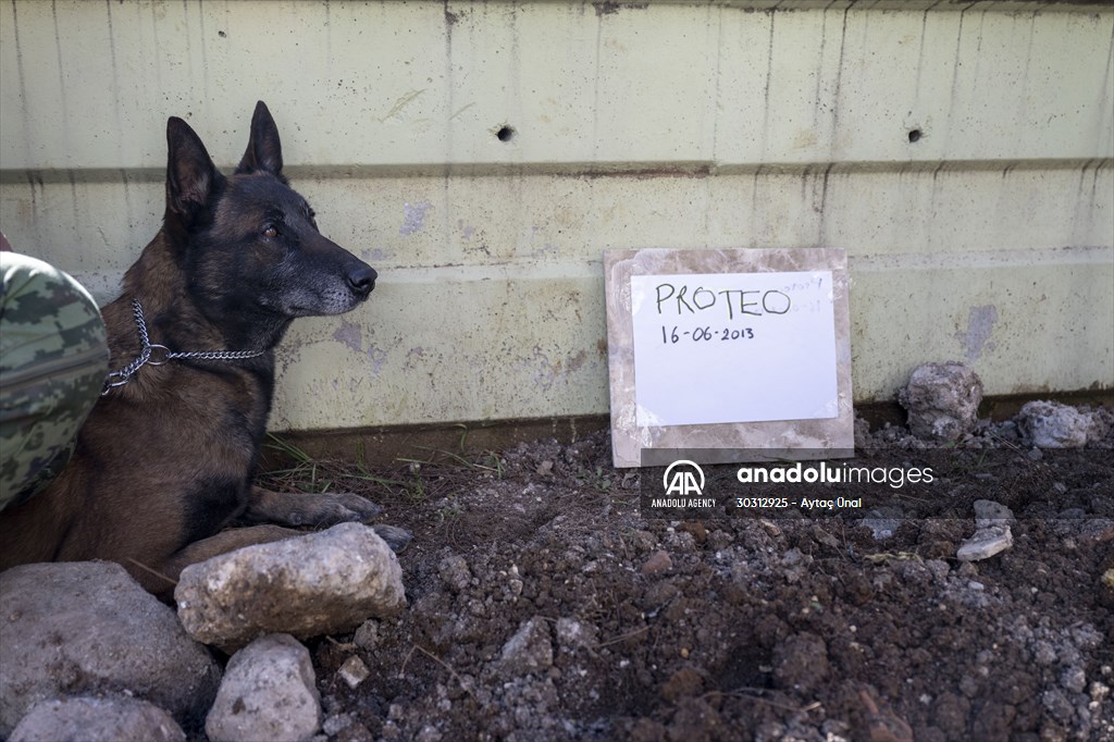 Mexican rescue dog Proteo, who died on duty in earthquake-hit southern Turkiye, buried in Adiyaman