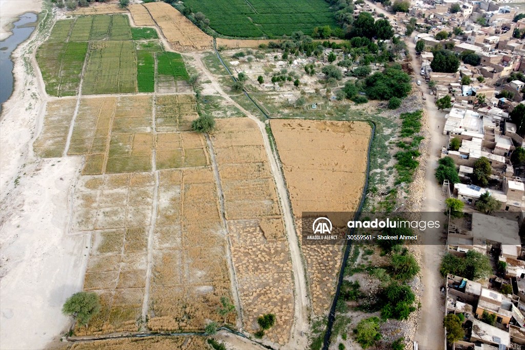 Wheat harvest in Pakistan's Hyderabad