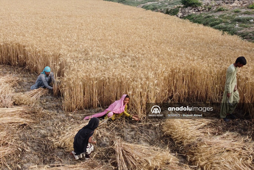 Wheat harvest in Pakistan's Hyderabad