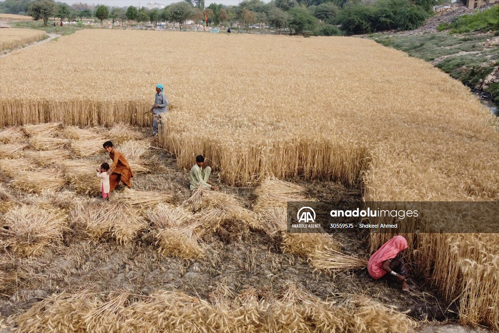 Wheat harvest in Pakistan's Hyderabad