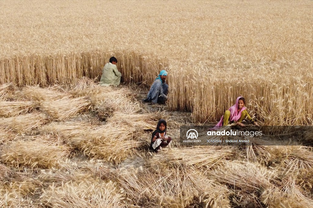 Wheat harvest in Pakistan's Hyderabad