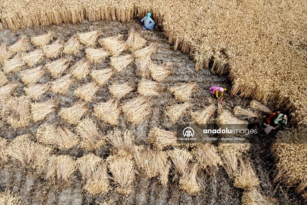 Wheat harvest in Pakistan's Hyderabad