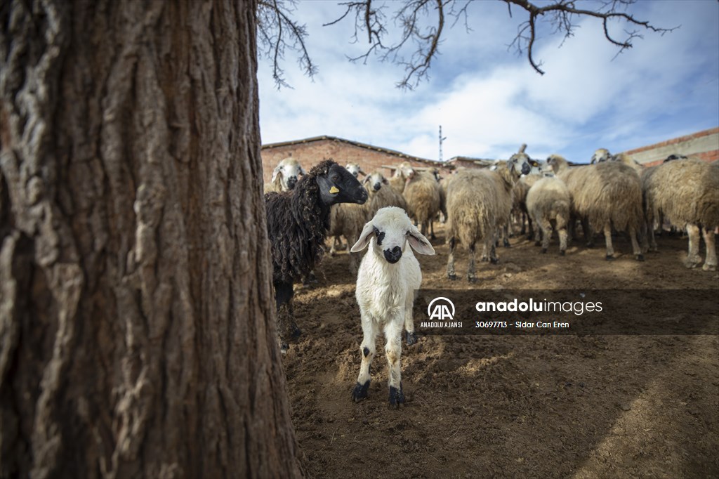 Tunceli'de besiciler 'süt kuzuları'nı özenle büyütüyor