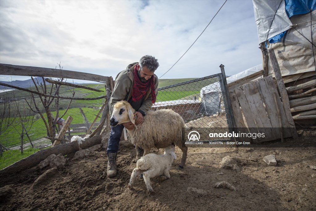 Tunceli'de besiciler 'süt kuzuları'nı özenle büyütüyor