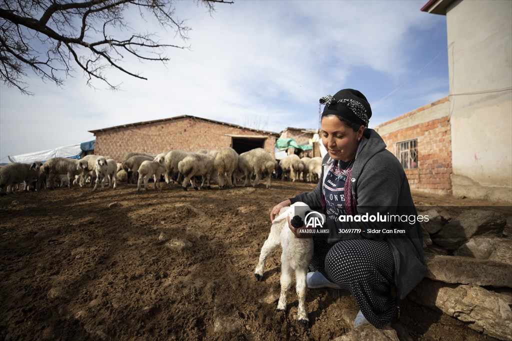 Tunceli'de besiciler 'süt kuzuları'nı özenle büyütüyor