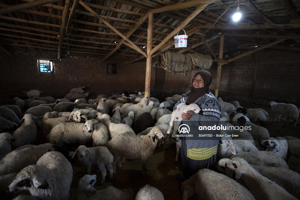 Tunceli'de besiciler 'süt kuzuları'nı özenle büyütüyor