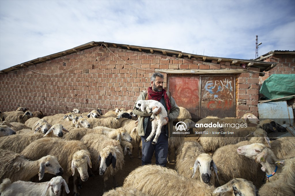 Tunceli'de besiciler 'süt kuzuları'nı özenle büyütüyor