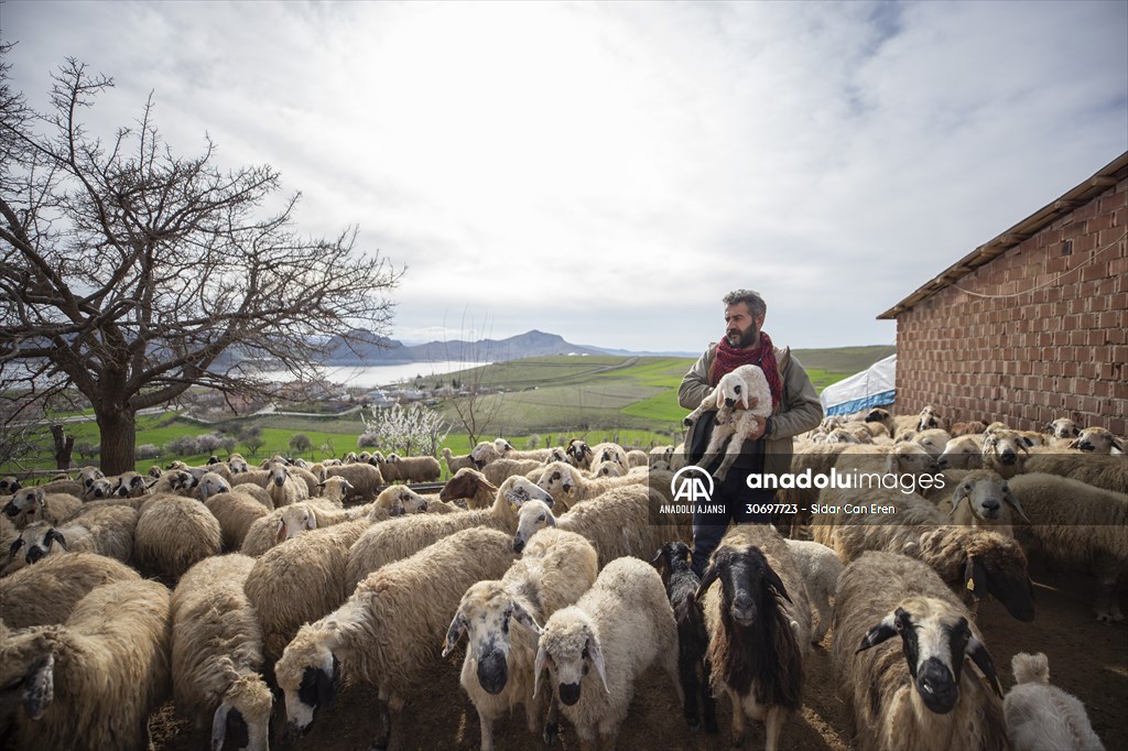 Tunceli'de besiciler 'süt kuzuları'nı özenle büyütüyor