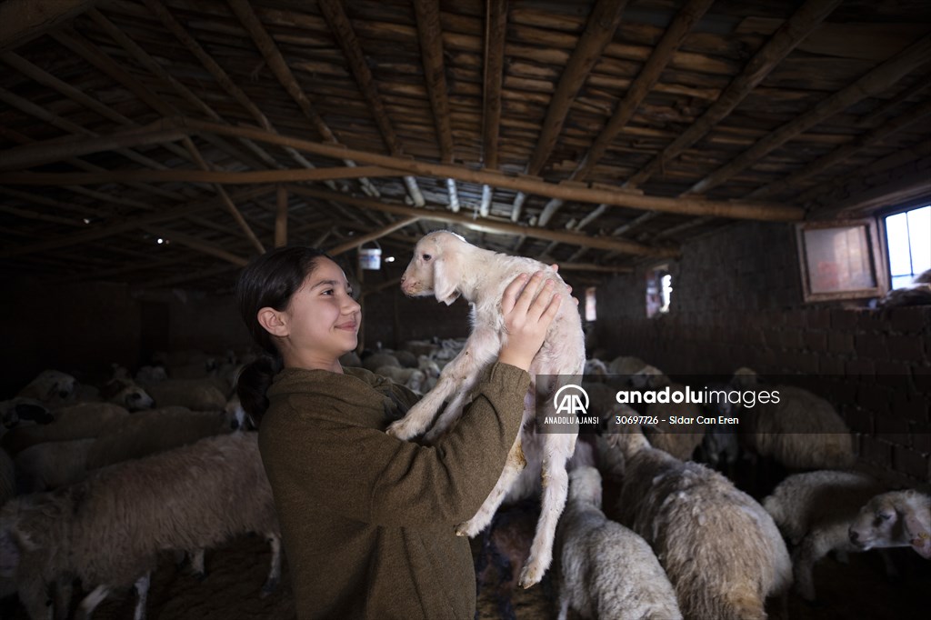 Tunceli'de besiciler 'süt kuzuları'nı özenle büyütüyor