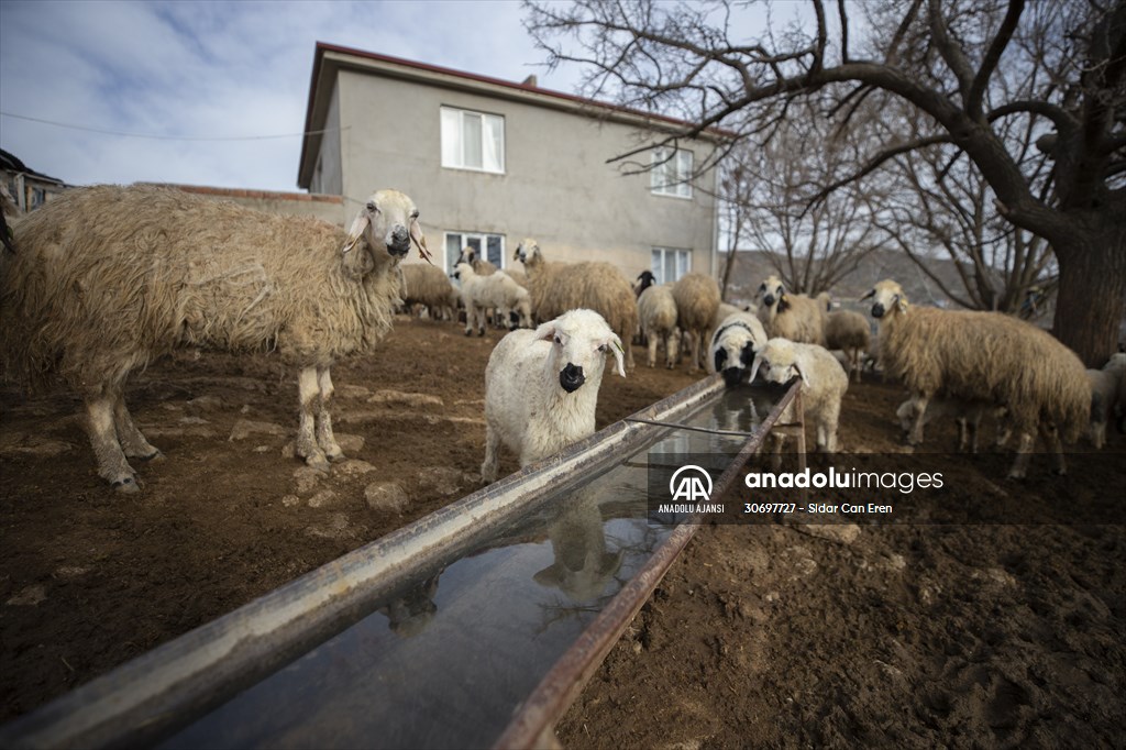 Tunceli'de besiciler 'süt kuzuları'nı özenle büyütüyor