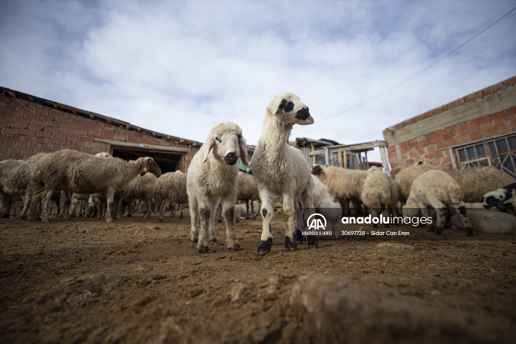 Tunceli'de besiciler 'süt kuzuları'nı özenle büyütüyor