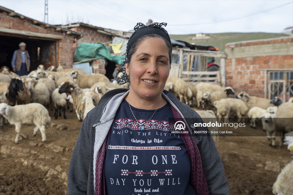 Tunceli'de besiciler 'süt kuzuları'nı özenle büyütüyor