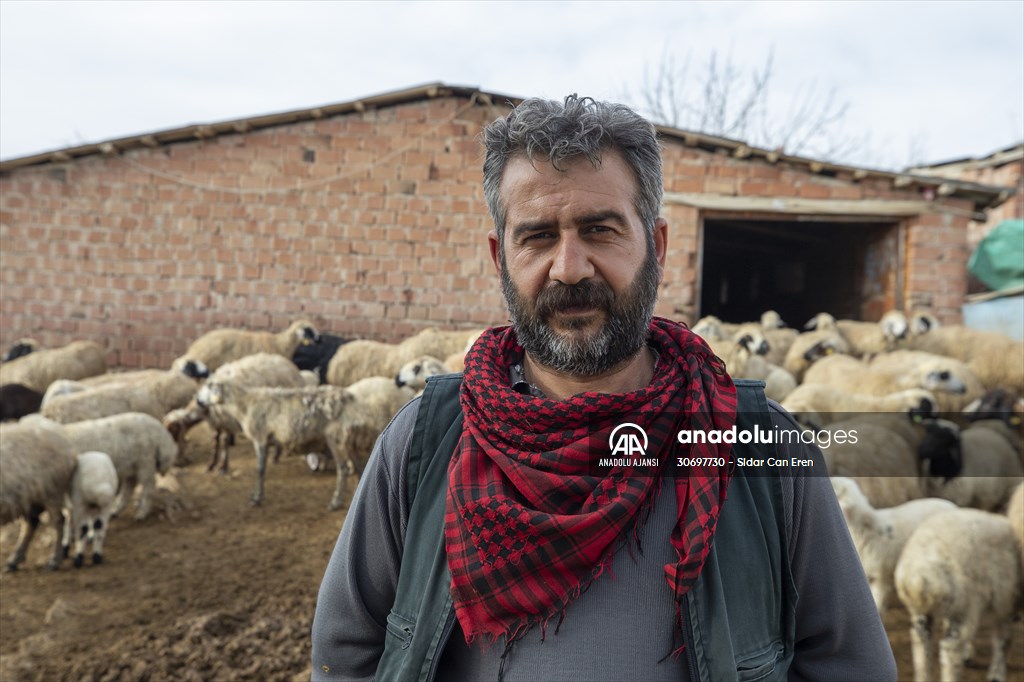 Tunceli'de besiciler 'süt kuzuları'nı özenle büyütüyor