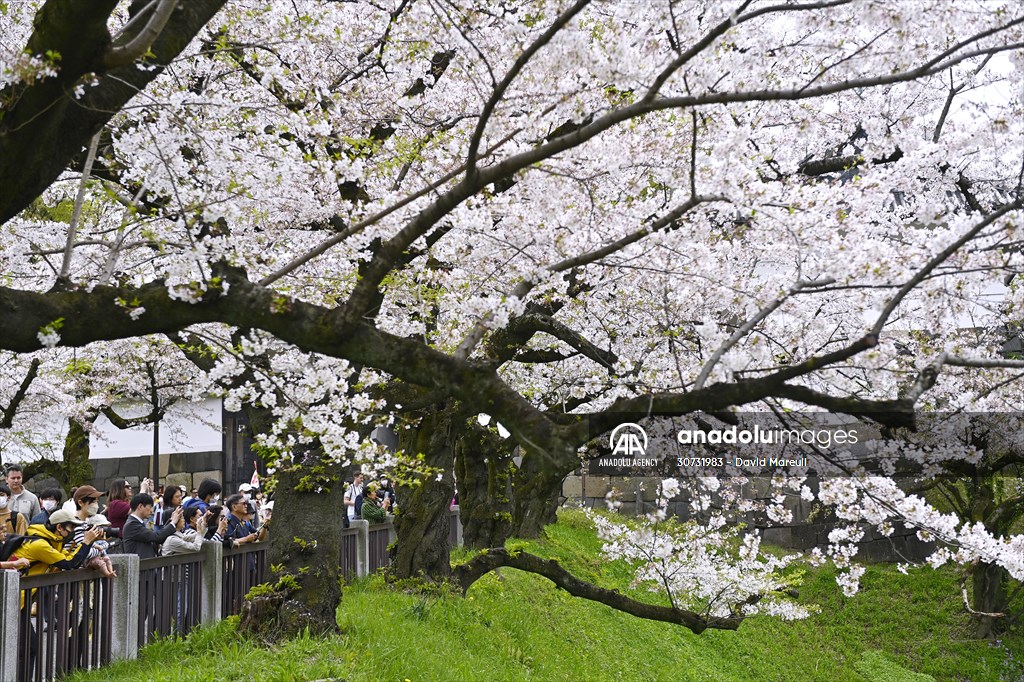 People enjoy the cherry blossom season in Tokyo