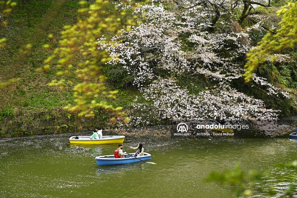 People enjoy the cherry blossom season in Tokyo