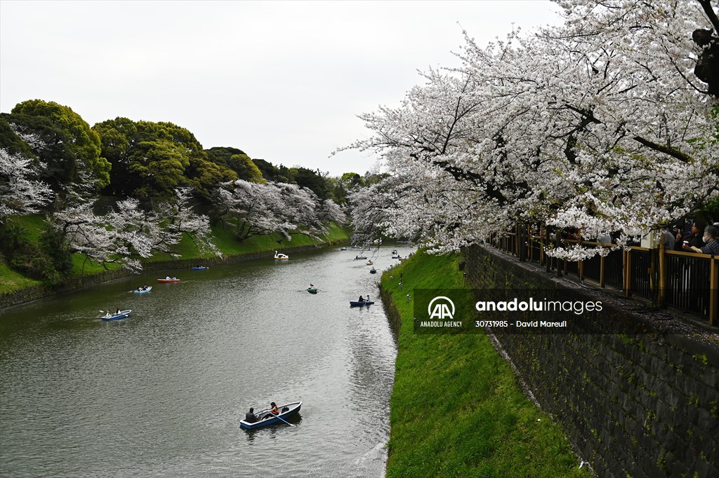 People enjoy the cherry blossom season in Tokyo