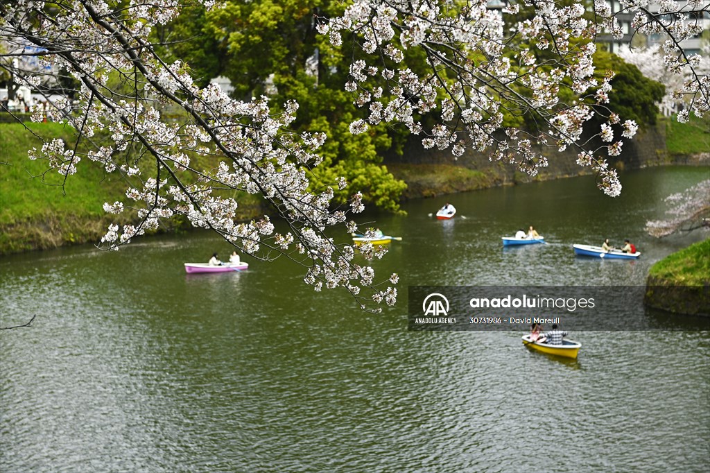 People enjoy the cherry blossom season in Tokyo