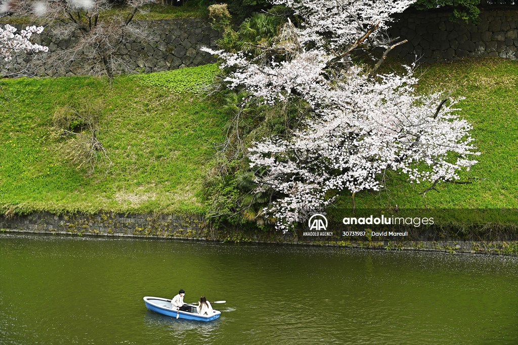 People enjoy the cherry blossom season in Tokyo