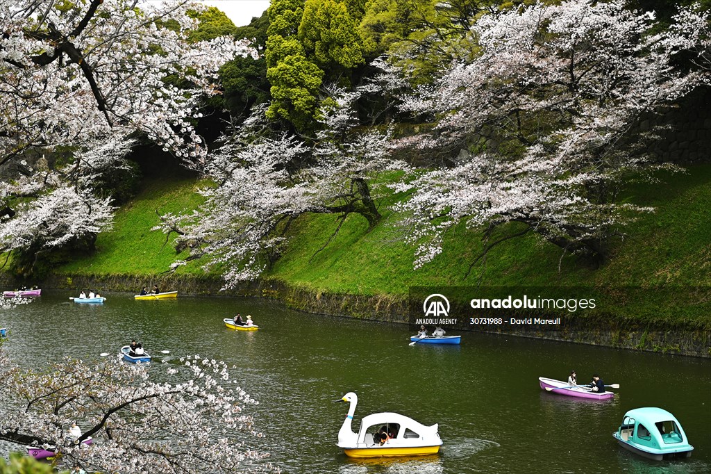 People enjoy the cherry blossom season in Tokyo