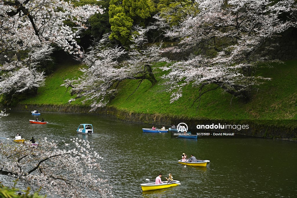 People enjoy the cherry blossom season in Tokyo