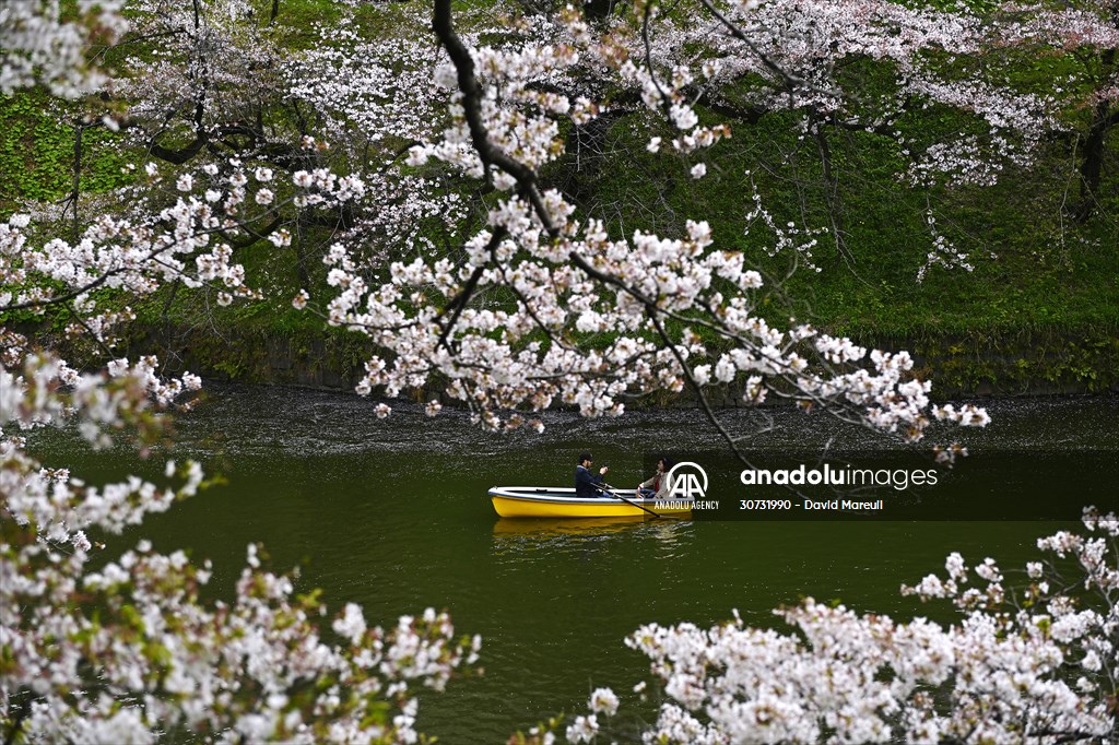 People enjoy the cherry blossom season in Tokyo