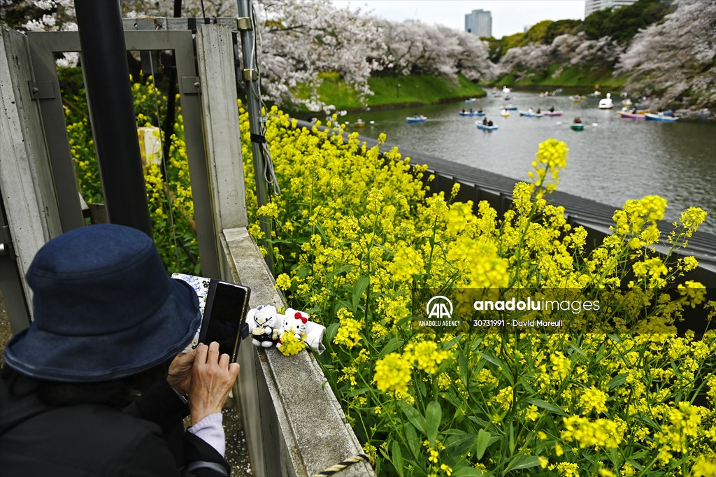 People enjoy the cherry blossom season in Tokyo