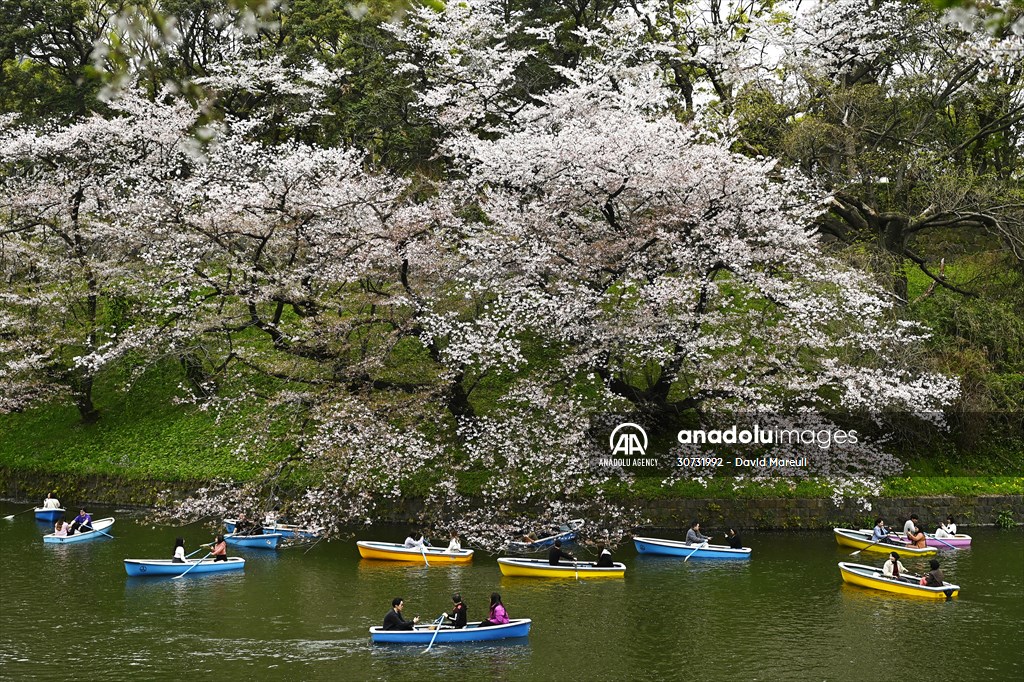 People enjoy the cherry blossom season in Tokyo