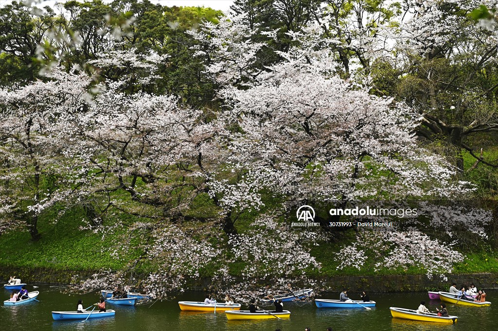 People enjoy the cherry blossom season in Tokyo