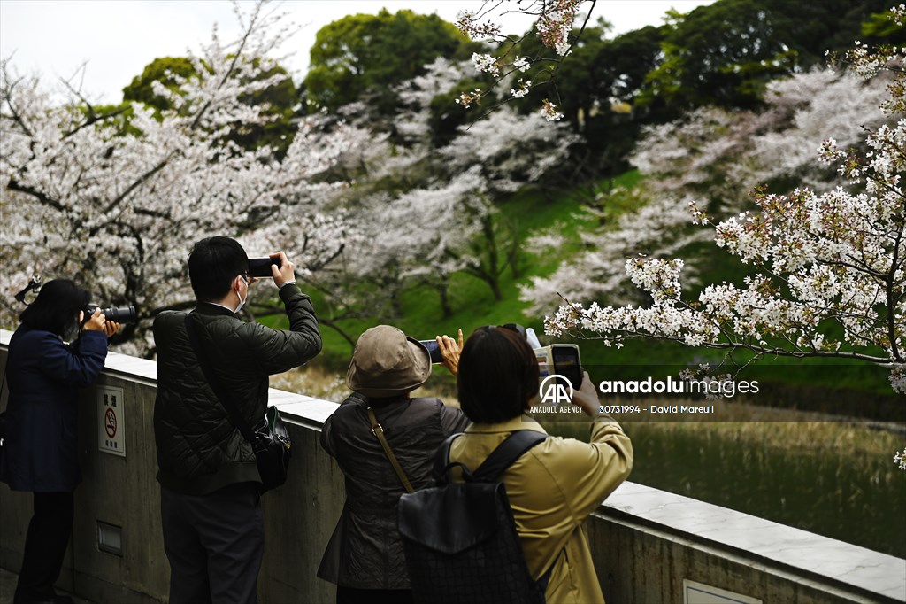 People enjoy the cherry blossom season in Tokyo