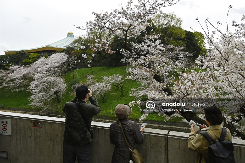 People enjoy the cherry blossom season in Tokyo