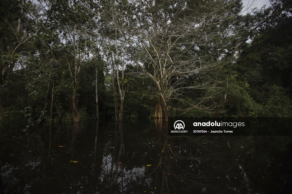 Amazon rainforest in Colombia