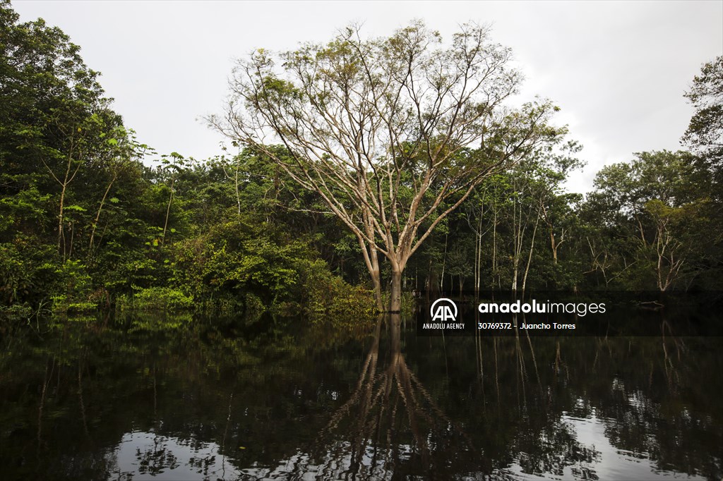 Amazon rainforest in Colombia