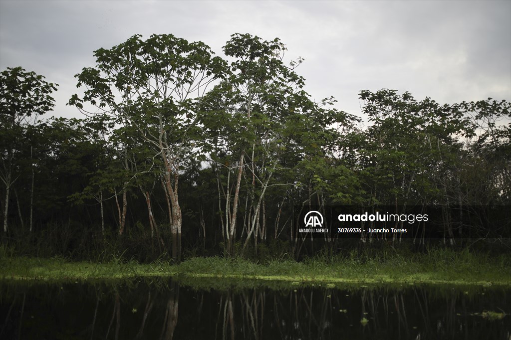 Amazon rainforest in Colombia