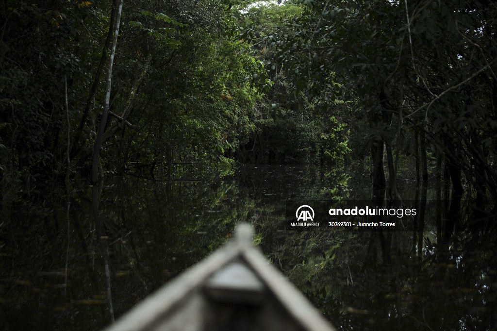 Amazon rainforest in Colombia