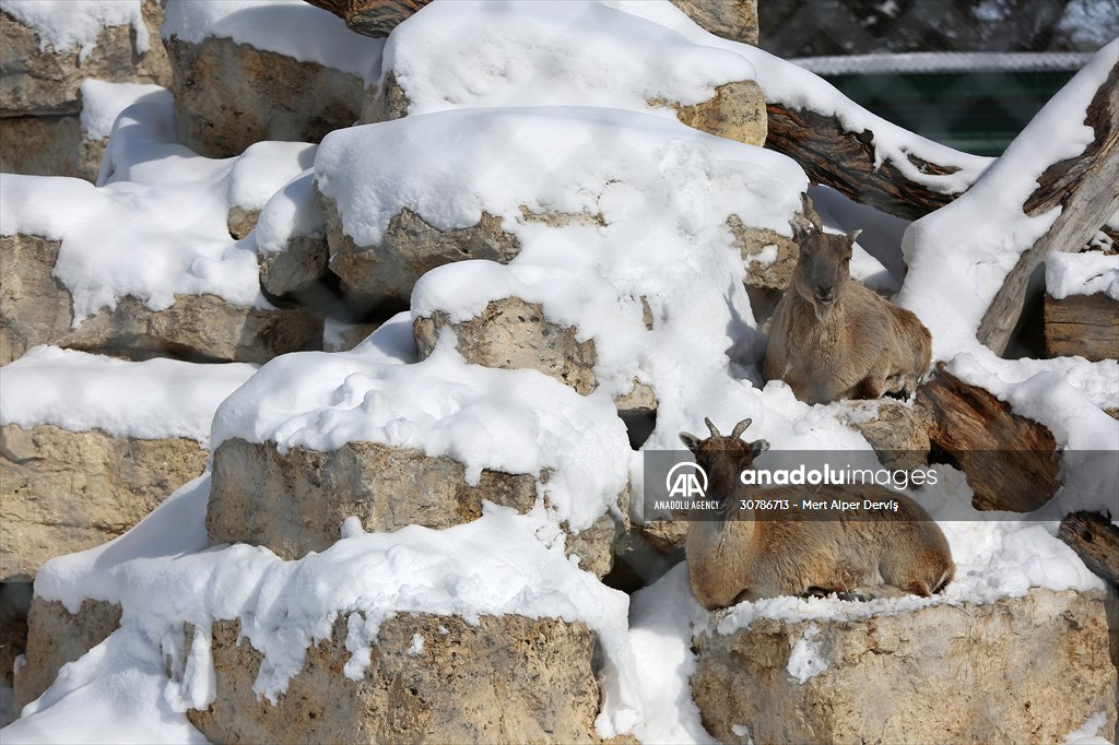 Assiniboine Park Zoo in Winnipeg