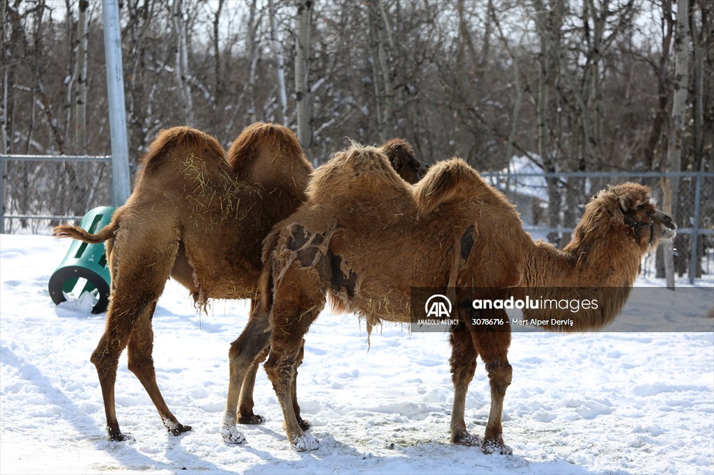 Assiniboine Park Zoo in Winnipeg