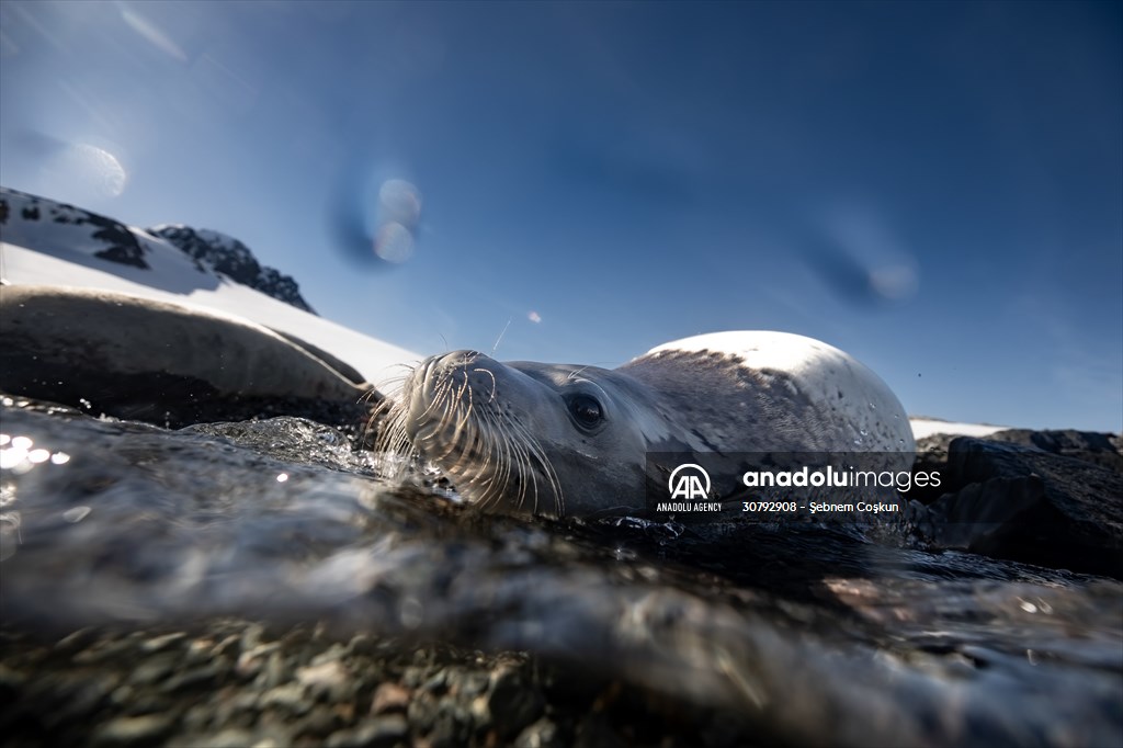 Turkish scientists conduct researches on Antarctica's pollution to protect animals and environment