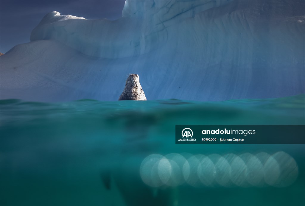 Turkish scientists conduct researches on Antarctica's pollution to protect animals and environment