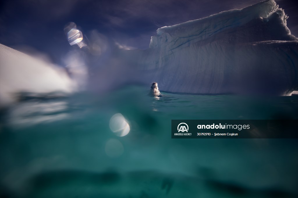 Turkish scientists conduct researches on Antarctica's pollution to protect animals and environment