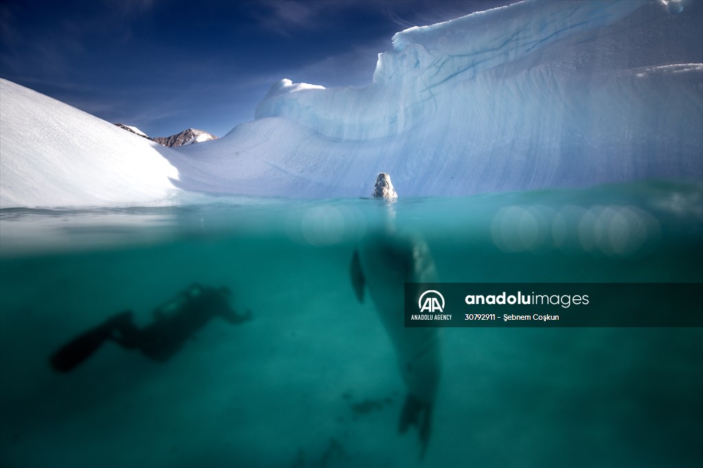 Turkish scientists conduct researches on Antarctica's pollution to protect animals and environment