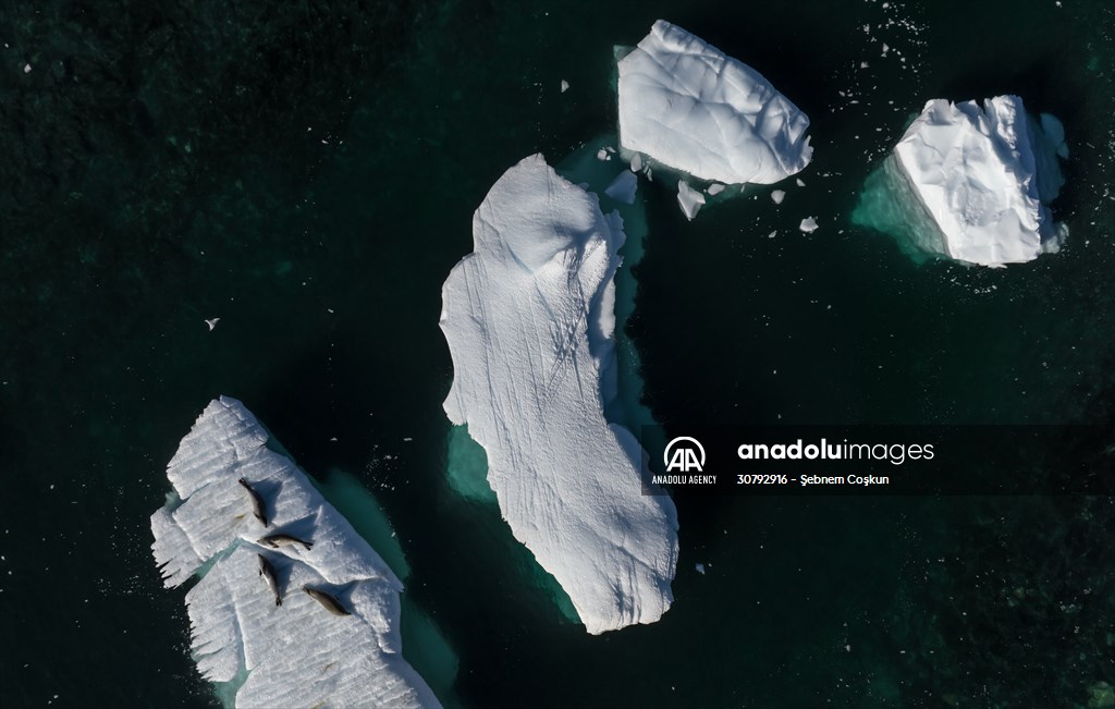 Turkish scientists conduct researches on Antarctica's pollution to protect animals and environment