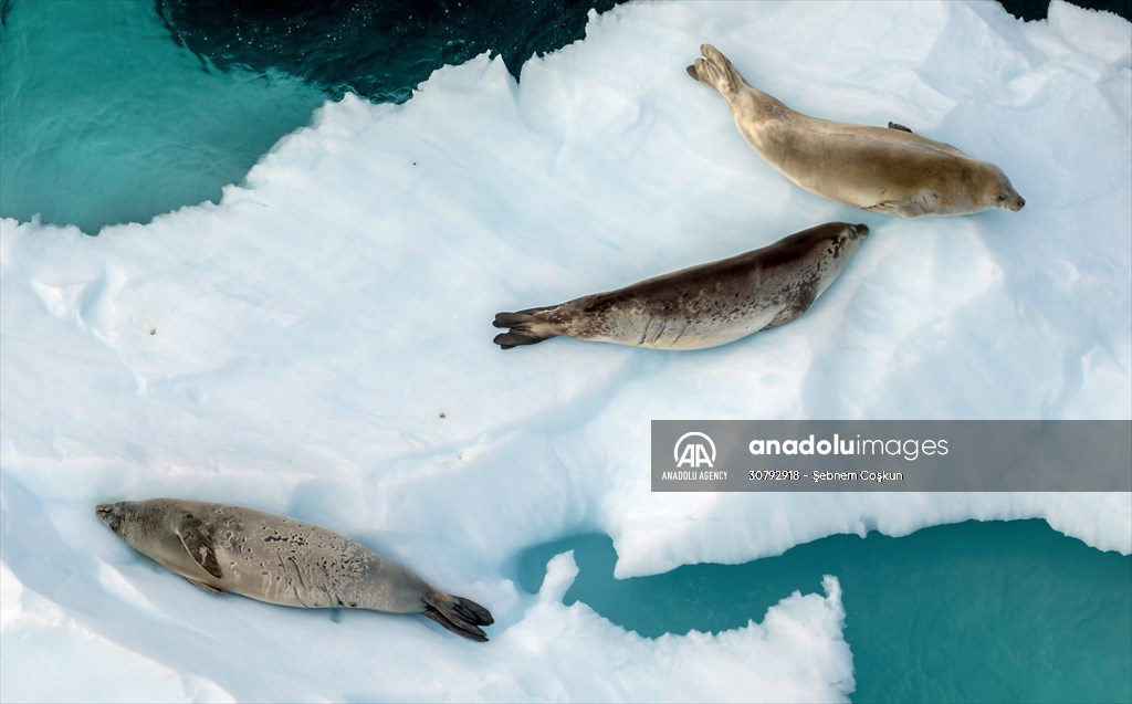 Turkish scientists conduct researches on Antarctica's pollution to protect animals and environment