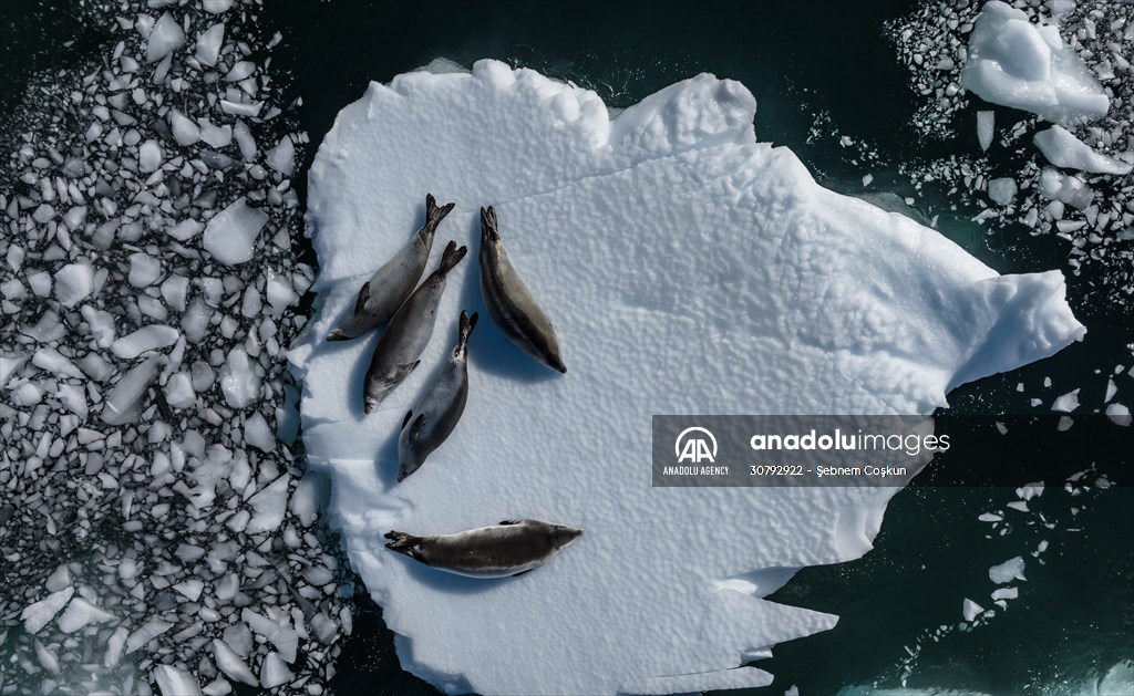 Turkish scientists conduct researches on Antarctica's pollution to protect animals and environment