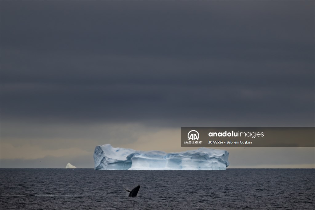 Turkish scientists conduct researches on Antarctica's pollution to protect animals and environment