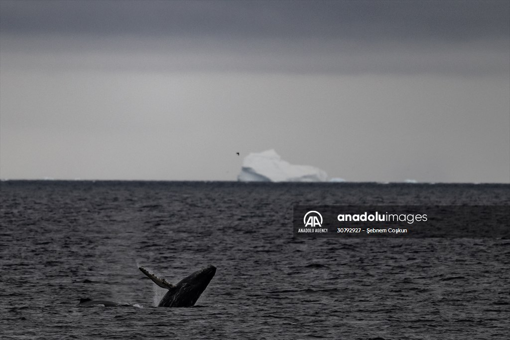 Turkish scientists conduct researches on Antarctica's pollution to protect animals and environment