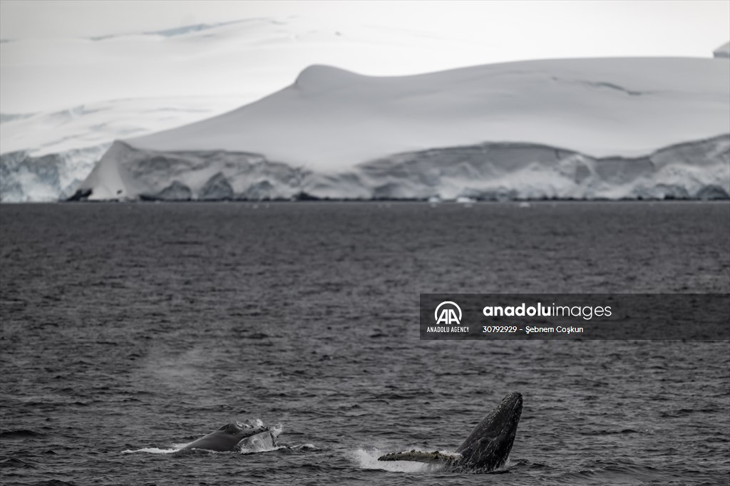 Turkish scientists conduct researches on Antarctica's pollution to protect animals and environment