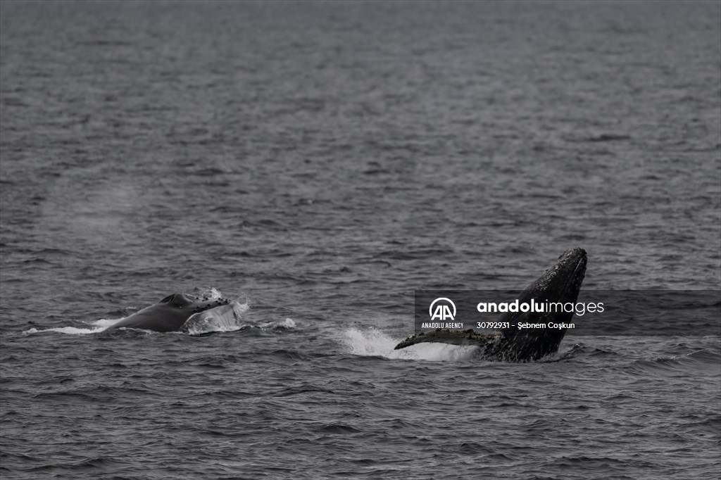 Turkish scientists conduct researches on Antarctica's pollution to protect animals and environment