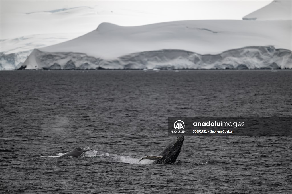 Turkish scientists conduct researches on Antarctica's pollution to protect animals and environment