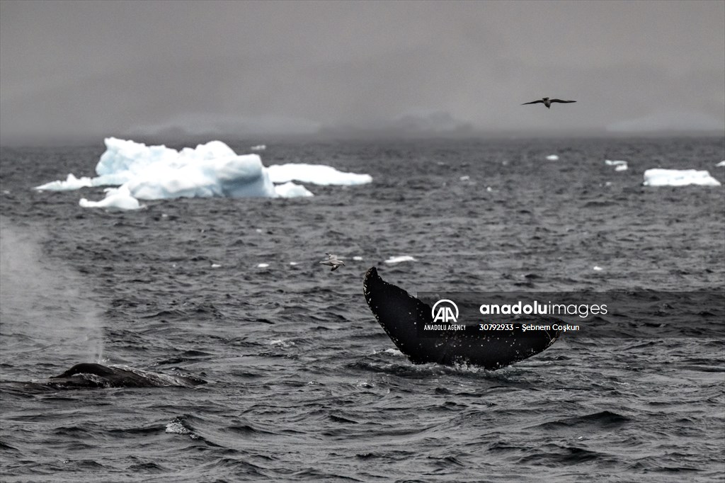Turkish scientists conduct researches on Antarctica's pollution to protect animals and environment